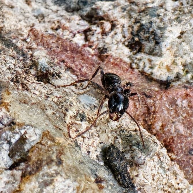 Tapinoma-Magnum_carre